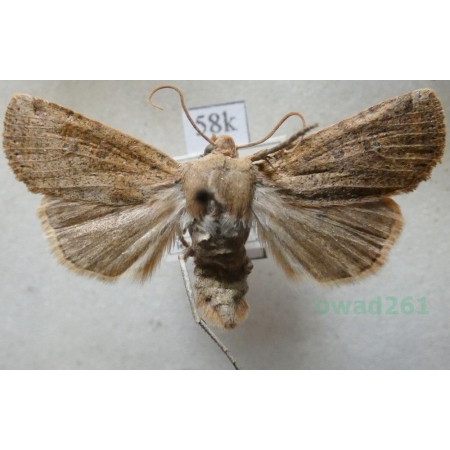 Conistra erythrocephala (Denis & Schiffermüller, 1775) Porożnica rudogłowa Croatia58k